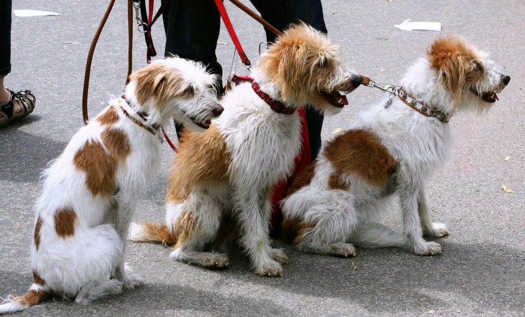 Walking Dogs As A Side Hustle Job